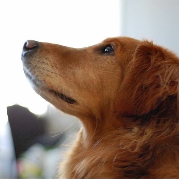 Meet your Posher, Jadira - Picture 1 of 1